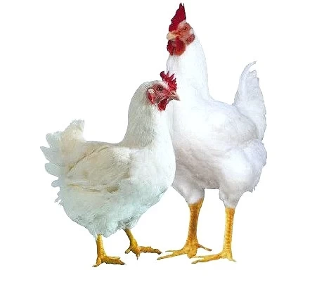 বয়লার মুরগী 1KG